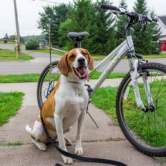 bike and dog